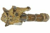 Fossil Mud Lobster (Thalassina) - Australia #109300-3